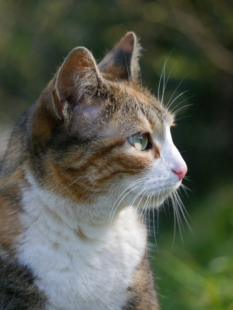 cat, feline, mammal-7954262.jpg