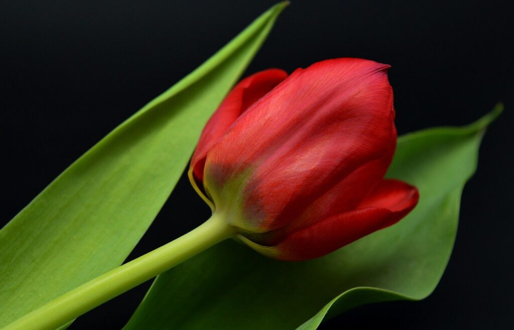 tulip, red tulip, blossom-8720001.jpg